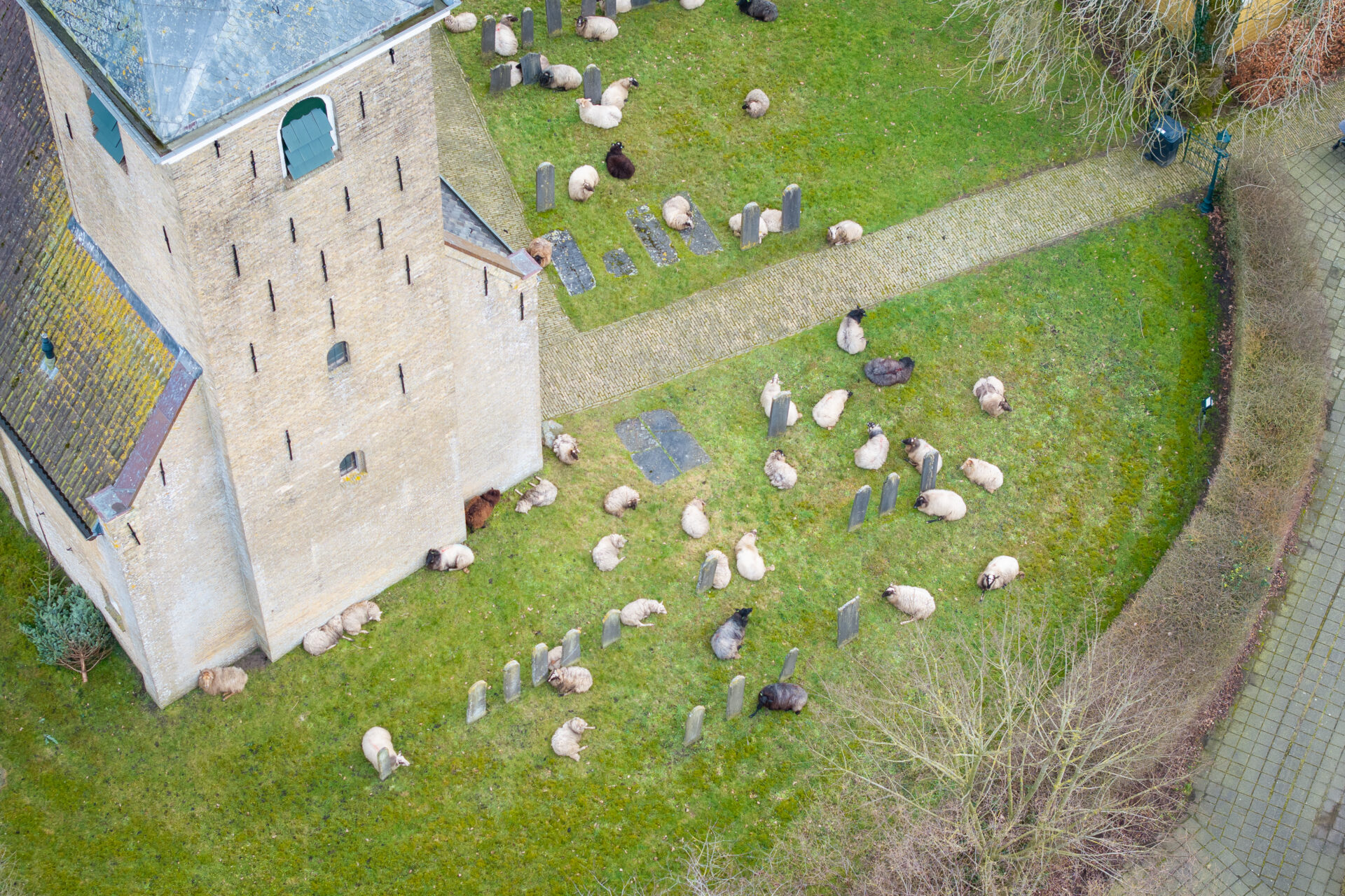 Schapen rond een kerk vanuit de lucht